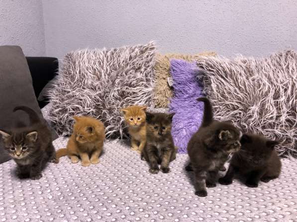 Maine Coon в фото 5