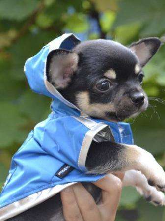 Чихуахуа - очень нежная девочка. в Москве фото 4