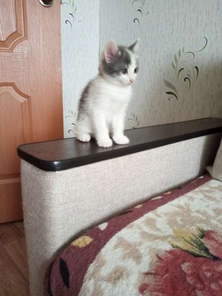 Котята в добрые руки в Уфе фото 9