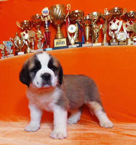Sale. Puppies of long-haired senbernary. Arrange delivery в Владивостоке фото 17
