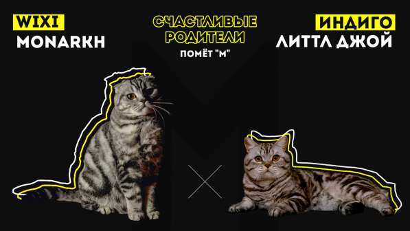 Роскошные котята scottish fold с родословной в Саратове фото 3