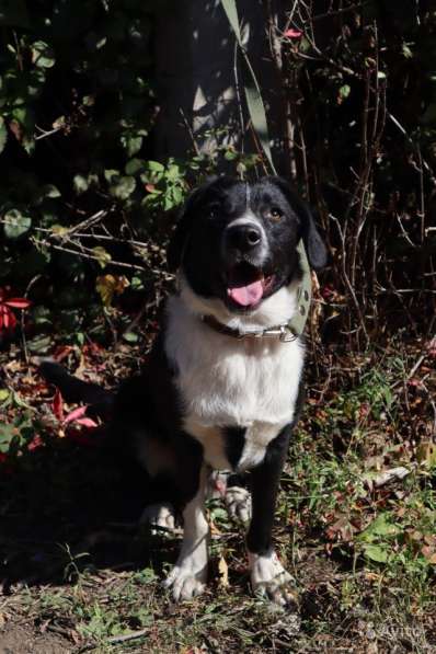 Отдаю собаку в добрые руки в Саратове фото 15