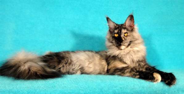 Апельсинки к Новому Году в Рязани фото 47