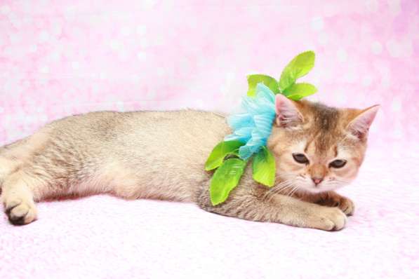 Кошки лучше любых aнтидепресaнтов в Долгопрудном фото 9