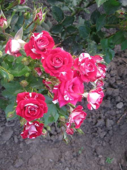Продажа кустов роз и садовых деревьев в фото 7