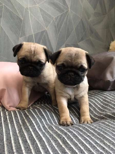 Щенки мопсики в Энгельсе