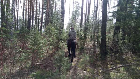 Конная прогулка в Красноярске фото 27