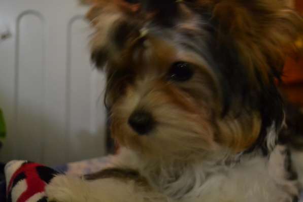 Щенок Бивера девочка в Тольятти фото 4