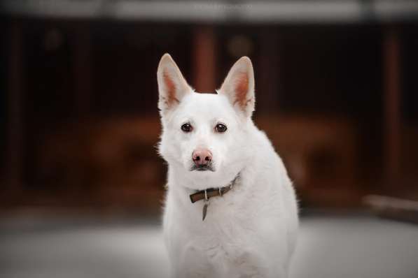 Пломбир ищет свою семью в Москве фото 21