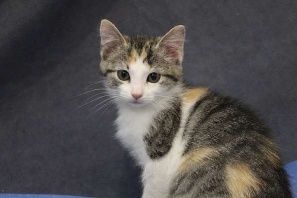 Котенок-ангелочек в Санкт-Петербурге фото 20
