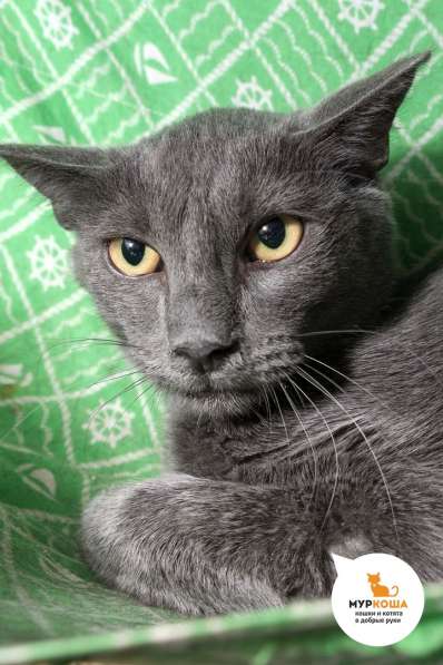 Котик Мышонок в Москве