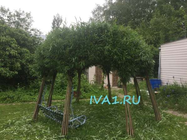 Живая изгородь и беседка для дачи Санкт-Петербург в Санкт-Петербурге фото 8