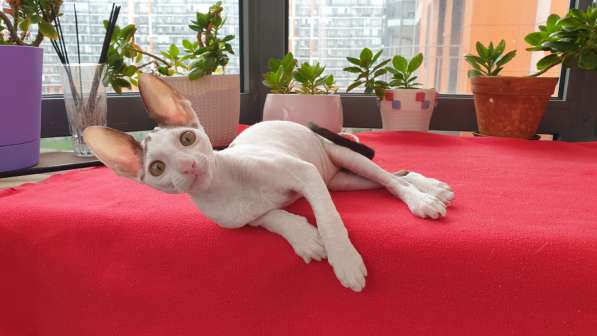 Cornish Rex kittens