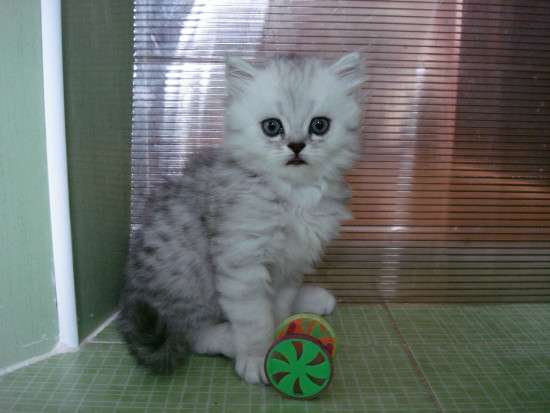 Котята персидской серебристой шиншиллы в Ялте фото 4