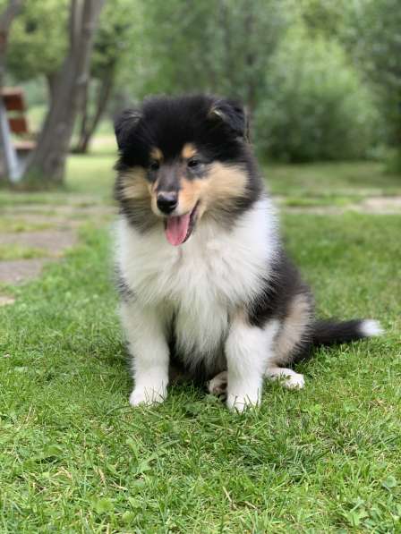 Щенок колли длинношёрстный в Екатеринбурге фото 19