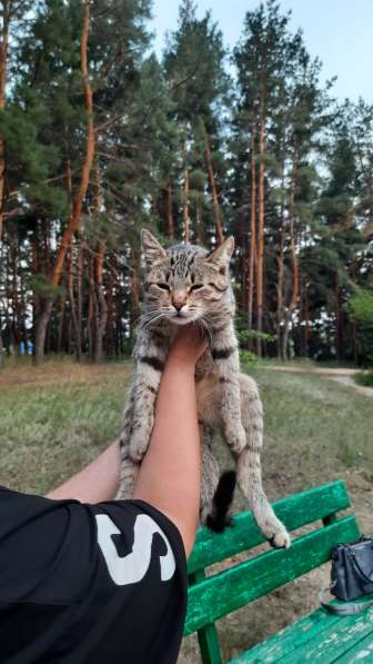 Кот в дом в Жирновске