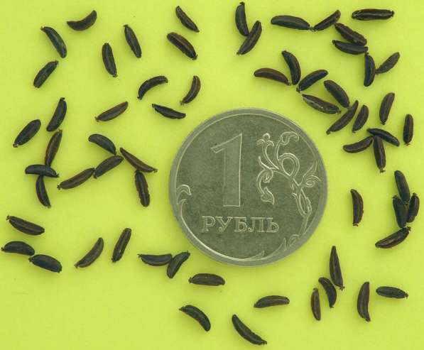 Володушка золотистая - уникальное лекарственное растение в Томске