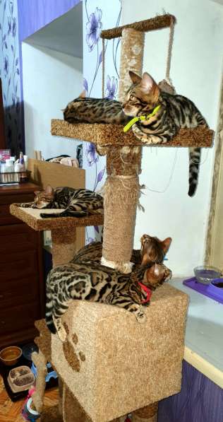 Бенгальские котята, шикарная кошечка, документы WCF, питомн в фото 31