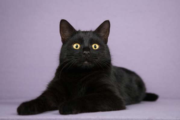 Идеальный черный красавец — кот Вин Дизель в дар в Москве фото 4