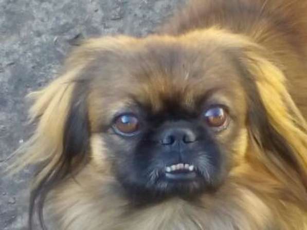 Продаётся пекинес в фото 5