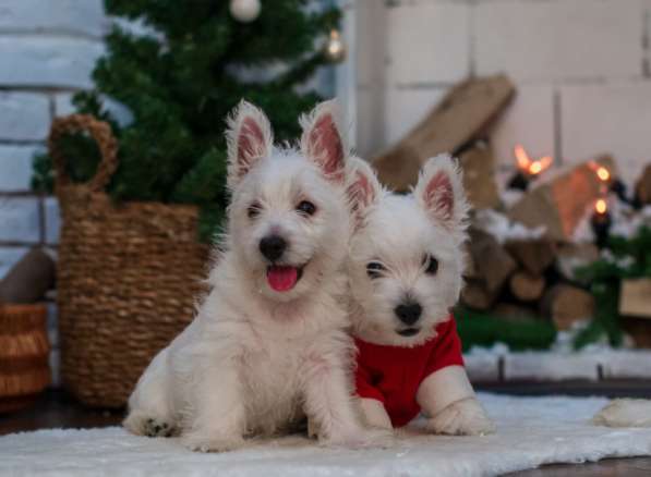 Щенки Вест-Хайленд-Уайт-Терьера в Москве