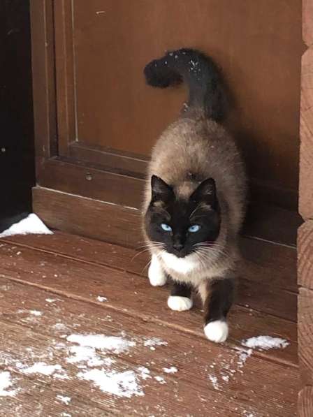 Отдам даром