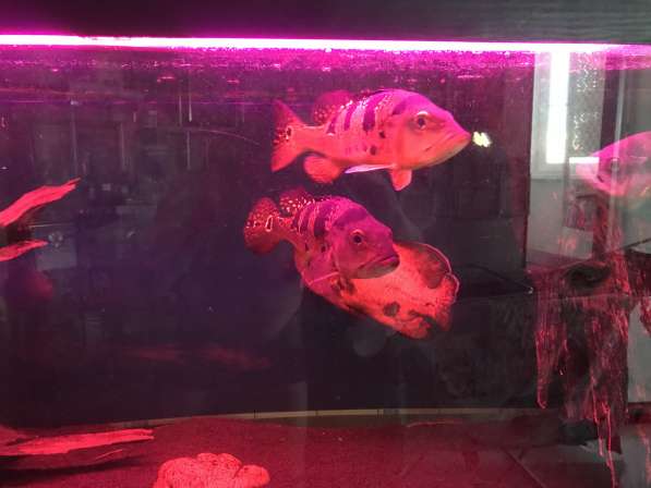Продам аквариум с оборудованием и рыбой в Раменское фото 6