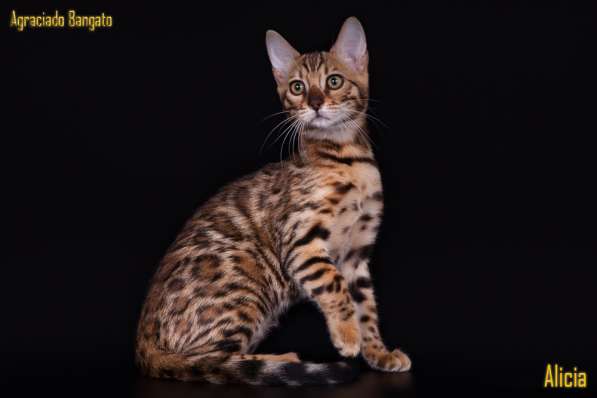Bengal kitten в Тамбове фото 6