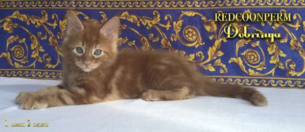 Котёнок Добрыня. Шоу класс. Питомник в Перми фото 7