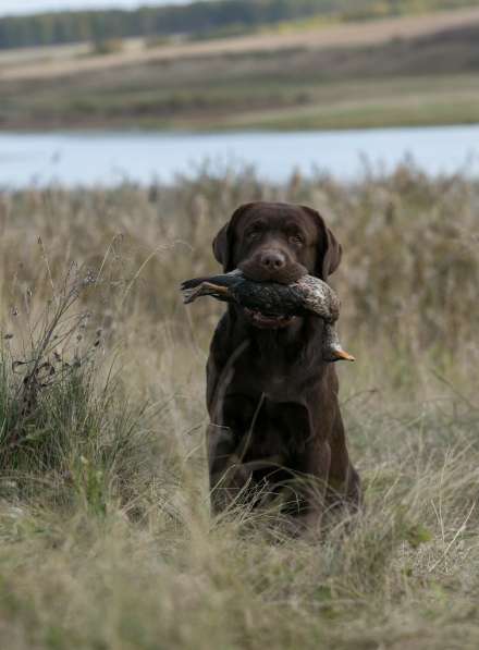 Высокопородные щенки лабрадора-ретривера в Красноярске фото 5