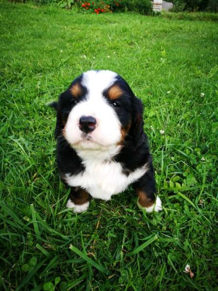 Щенки бернского зенненхунда в Москве фото 11