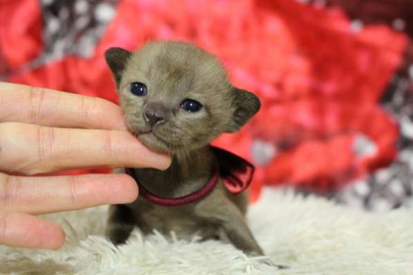 Бурманские котята в Санкт-Петербурге фото 11