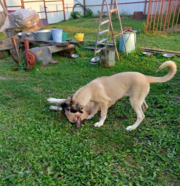 Щенки Кангальской овчарки в Москве фото 12