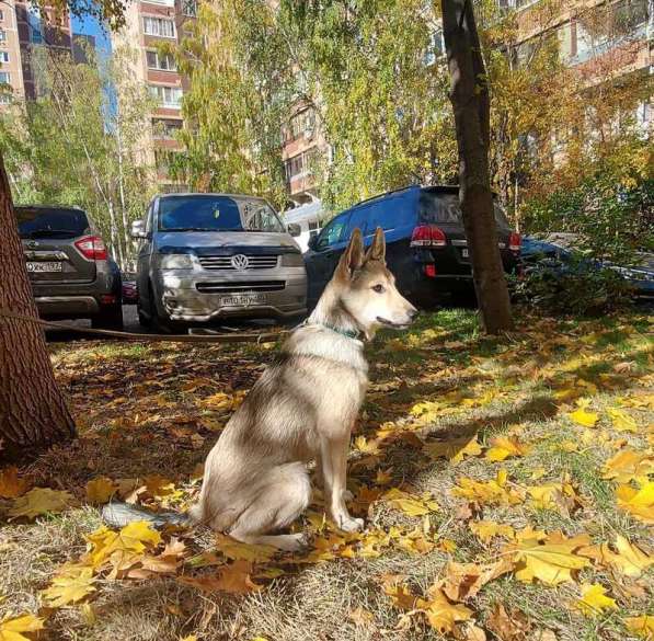 Умнейший щенок Джина ищет свой дом и любящую семью! в Москве фото 4