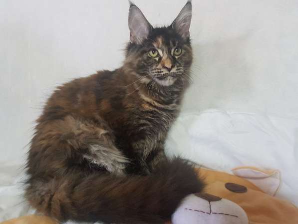 Взрослые девочки из питомника, возможно в совладение в Екатеринбурге фото 16