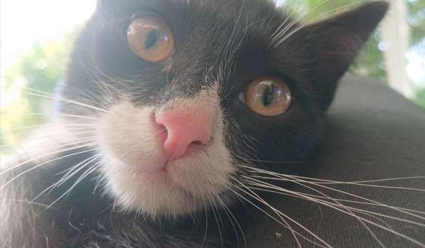 Котенок в дар в Екатеринбурге