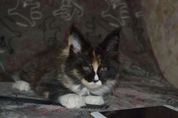 Питомник придлагает котят Мейн-кун в фото 8