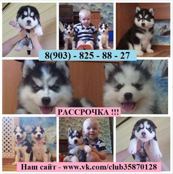Черно-белые голубоглазые щеночки хаски