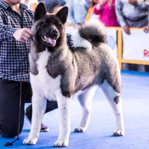 Американская акита в фото 5