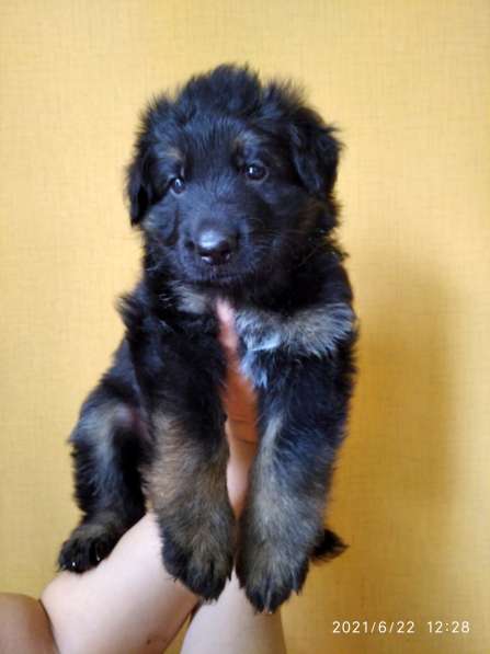 Продам щенков Д/Ш немецкой овчарки в Абакане фото 13