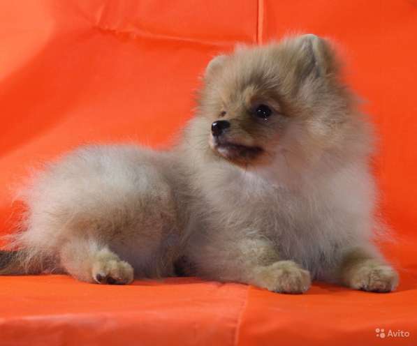 Шпиц в Санкт-Петербурге фото 6