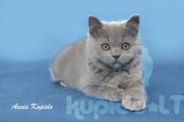 Британские короткошерстные котята в фото 8