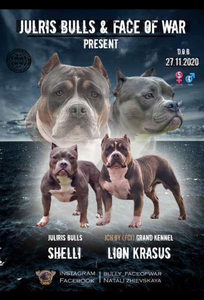 Американский булли из питомника "JULIRIS NULLS" в 