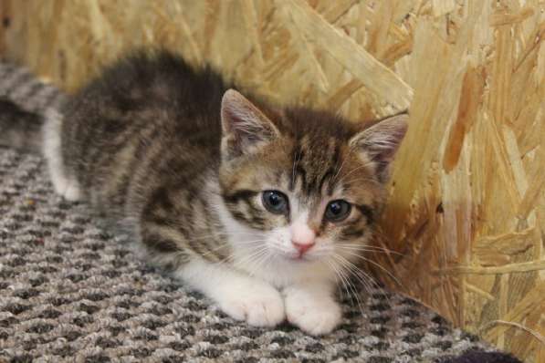 Зеленоглазая нежная красавица-кошка в Санкт-Петербурге фото 36