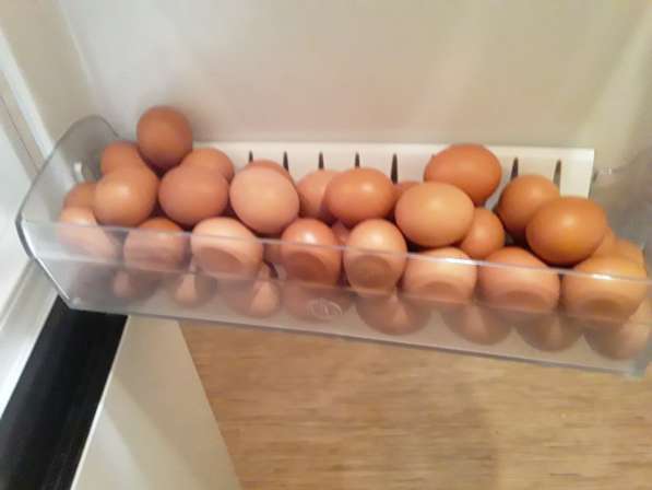 Продам яйца 50 шт