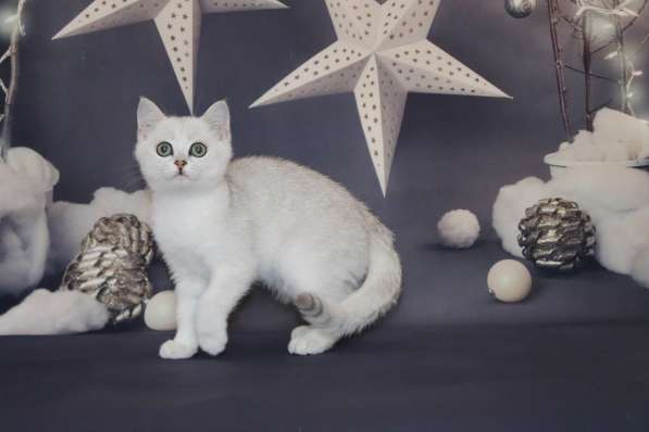 Шотландские котята в Москве фото 6