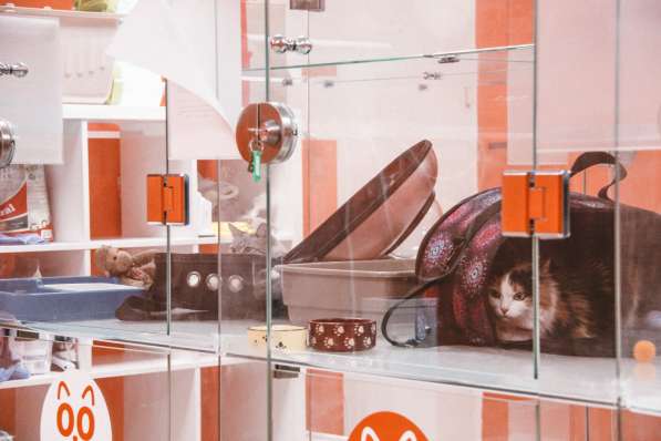 Передержка для кошек в Люберцы фото 17