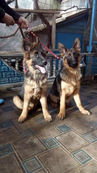 Щенок немецкой овчарки из питомника Вансед в Краснодаре фото 6