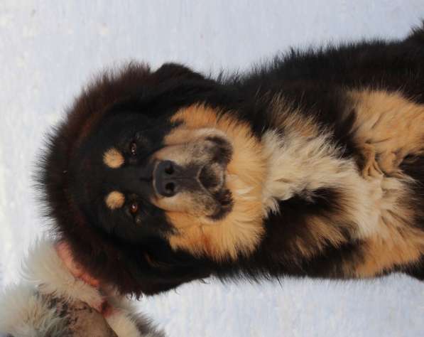 Тибетский мастиф - лучший страж на территории в Москве фото 152