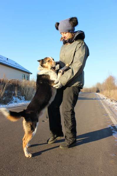Собака в добрые руки, 2 года в Москве фото 11